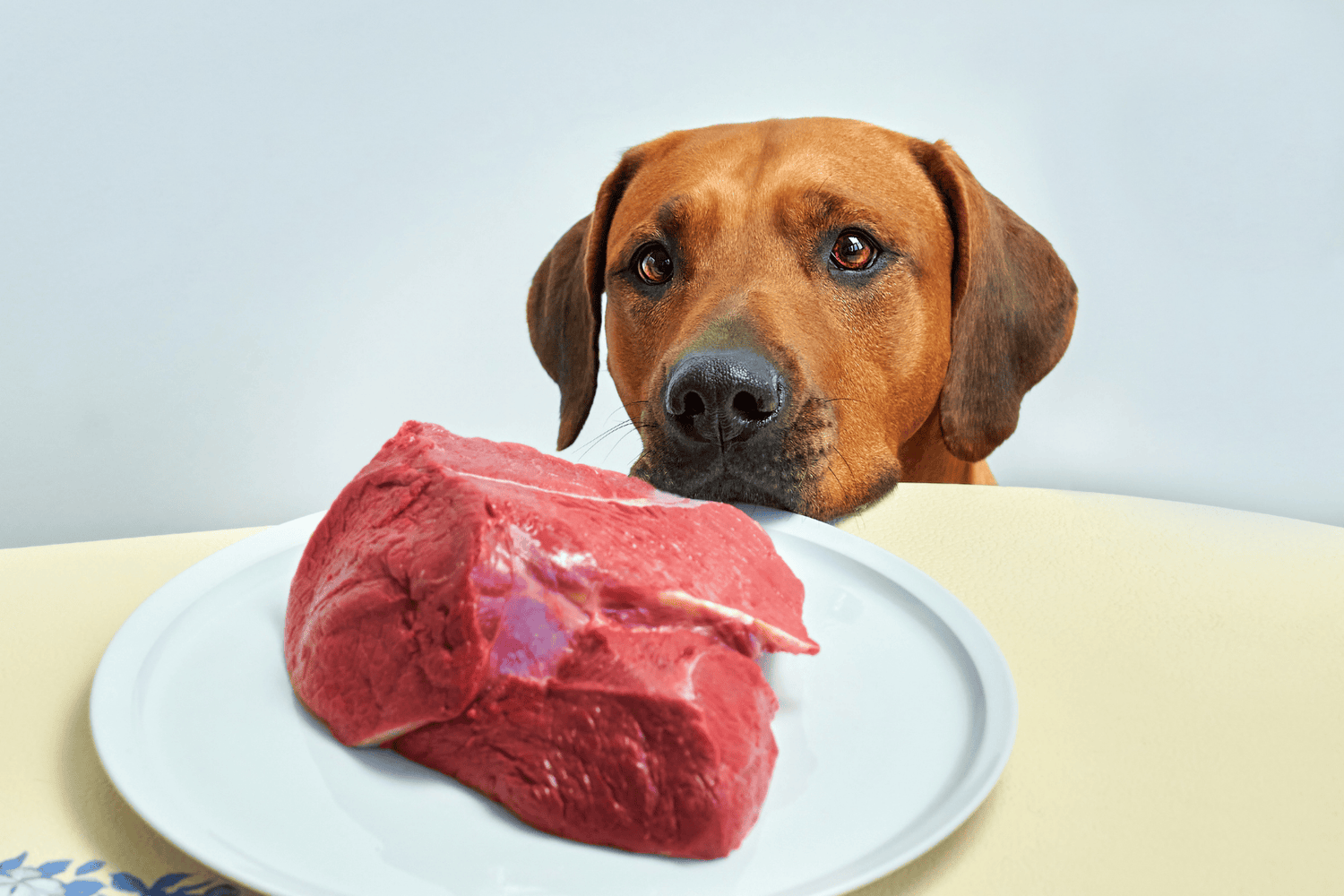 Dog resting head on table looking at a big piece of raw meat