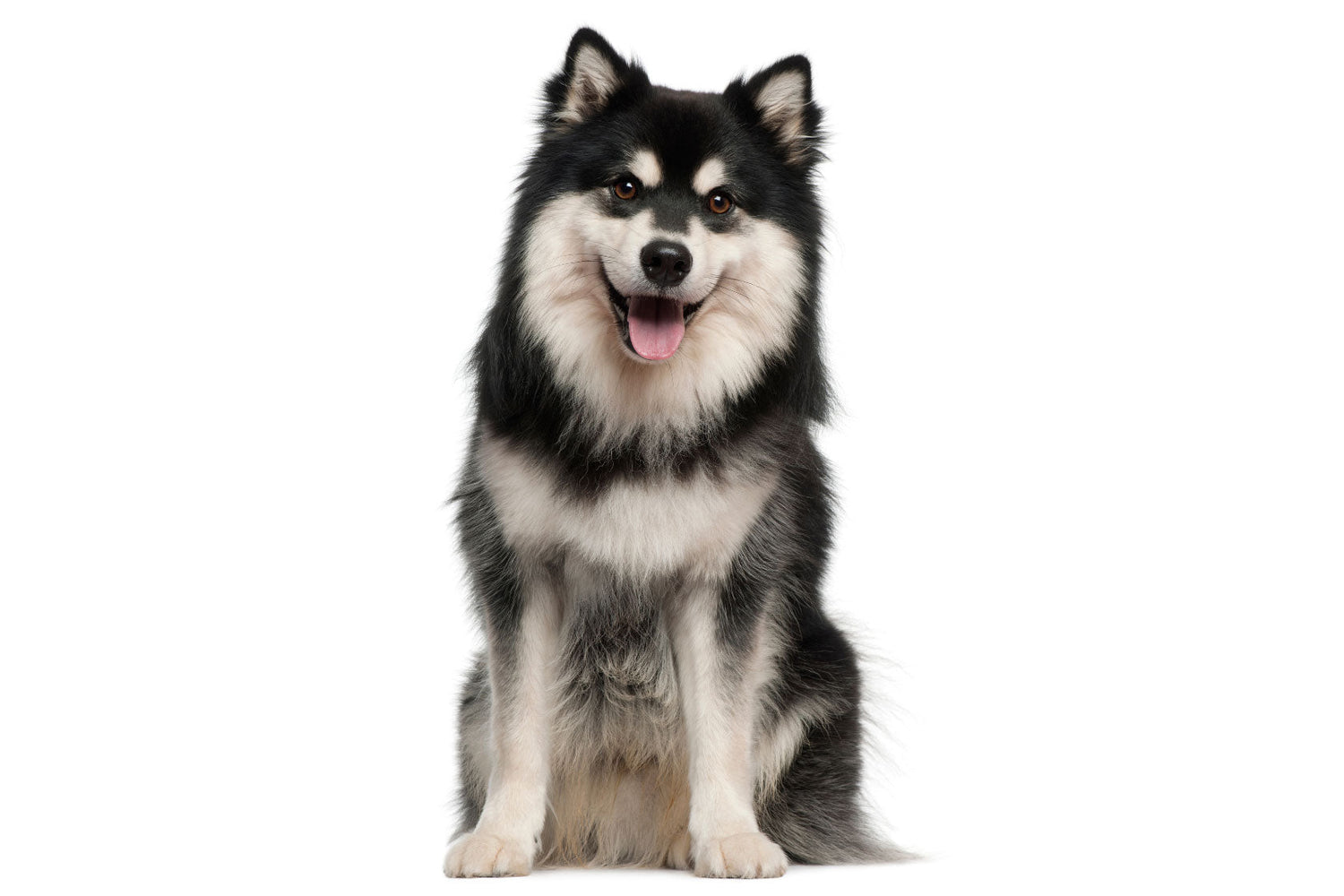 Finnish Lapphund