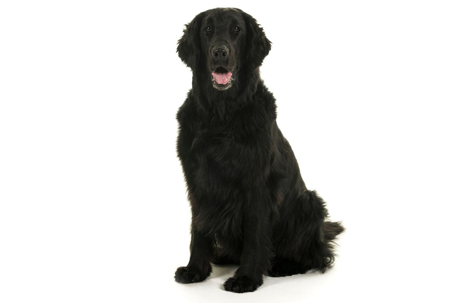 Flat-Coated Retriever