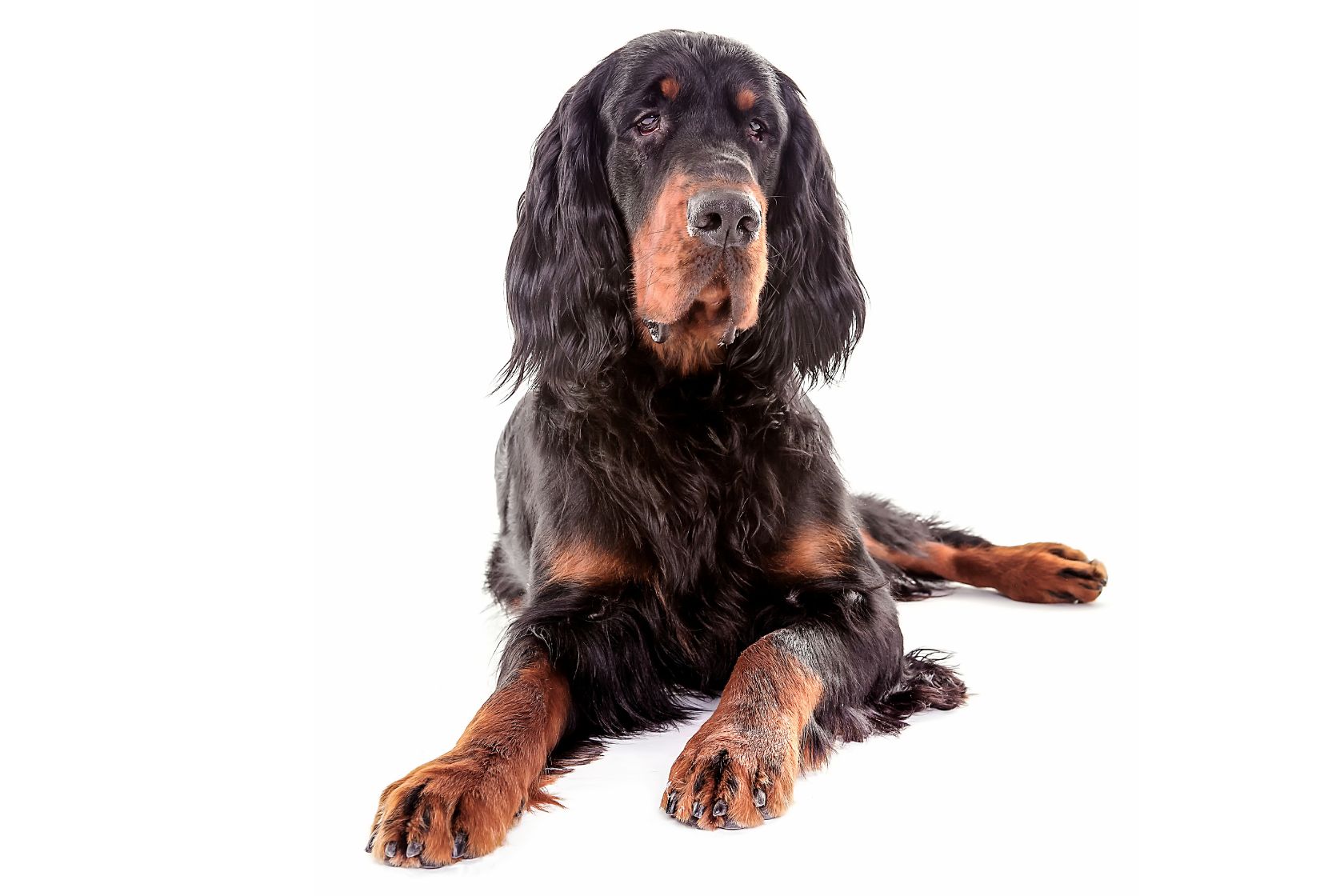 Gordon Setter