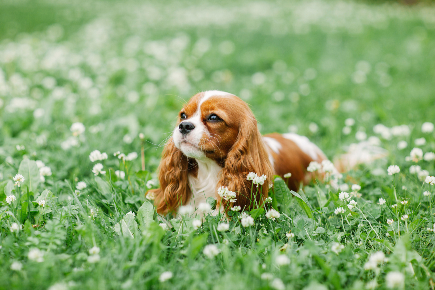 A Springtime Guide to Poisonous Plants