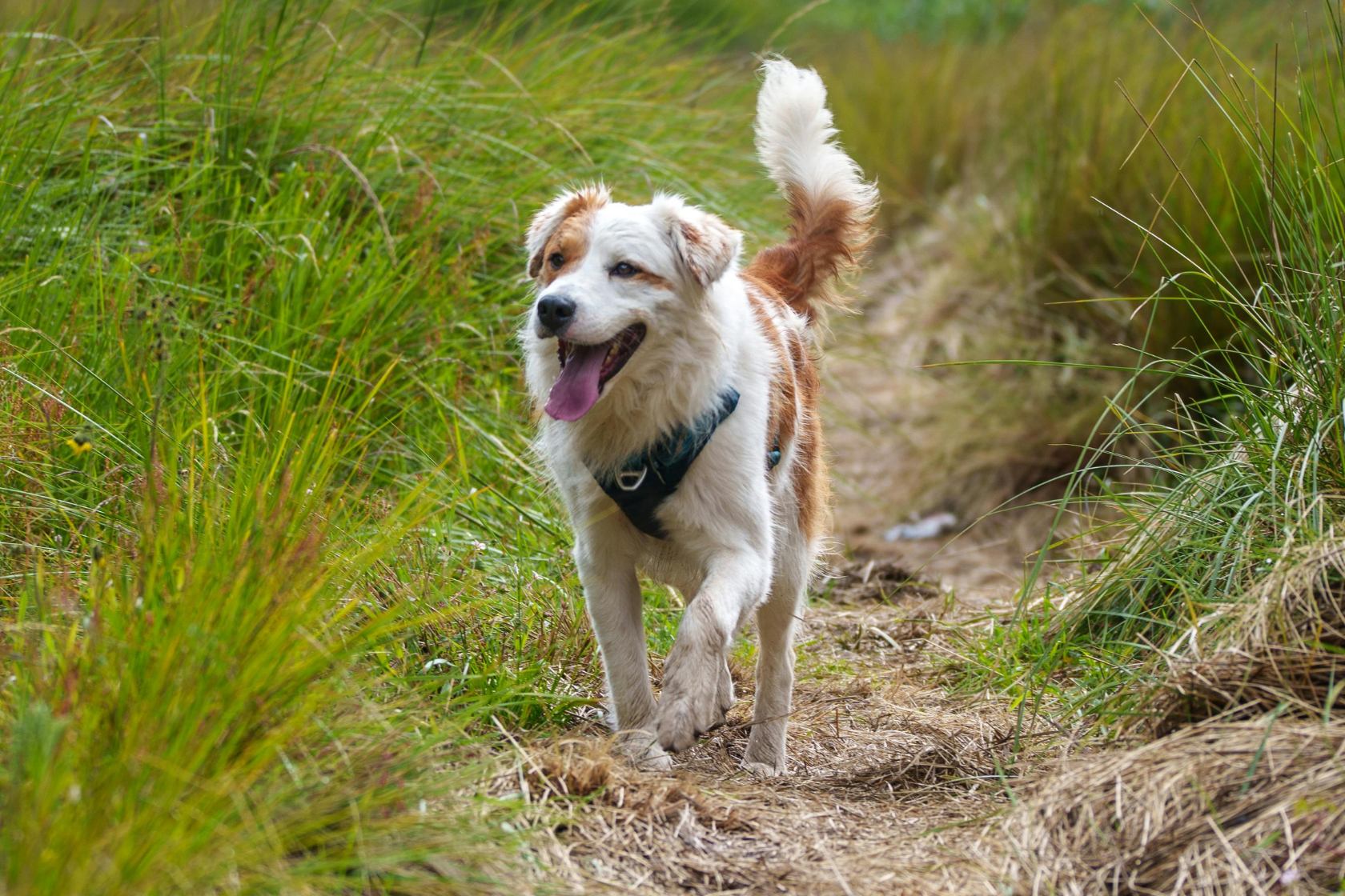 Dog walking on a sandy path in the middle of long grass