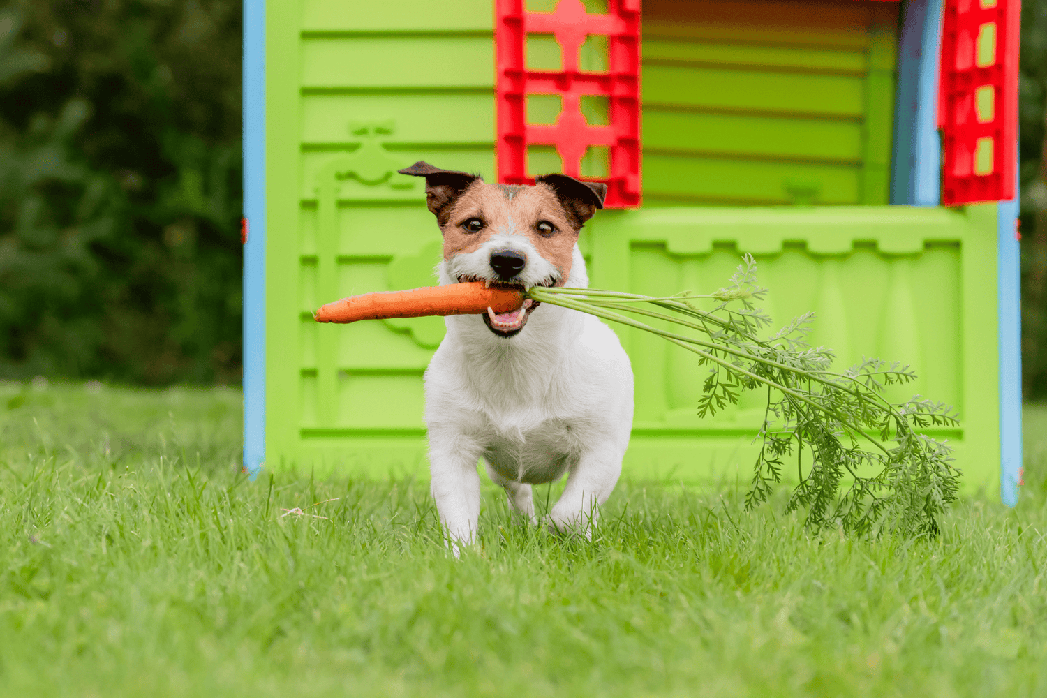 What Vegetables Can Dogs Eat?