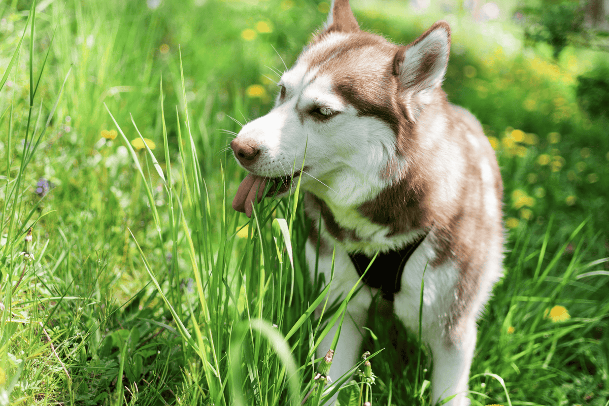 Why Does My Dog Eat Grass? Causes & When to Worry