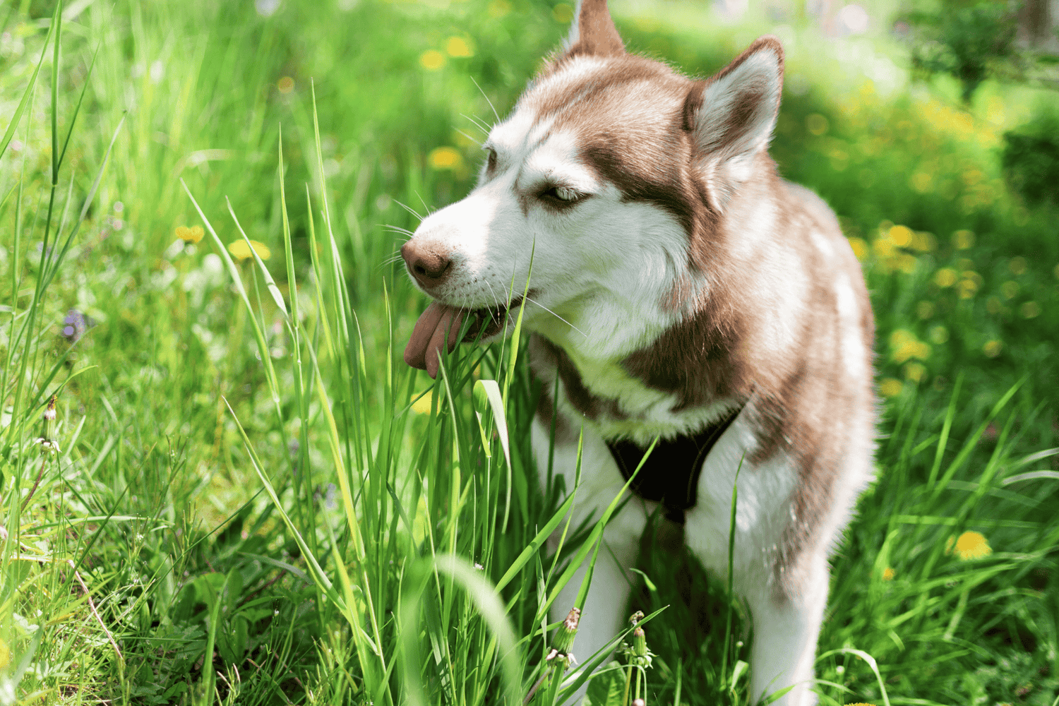 Husky dog in long grass with tongue out ready to eat grass