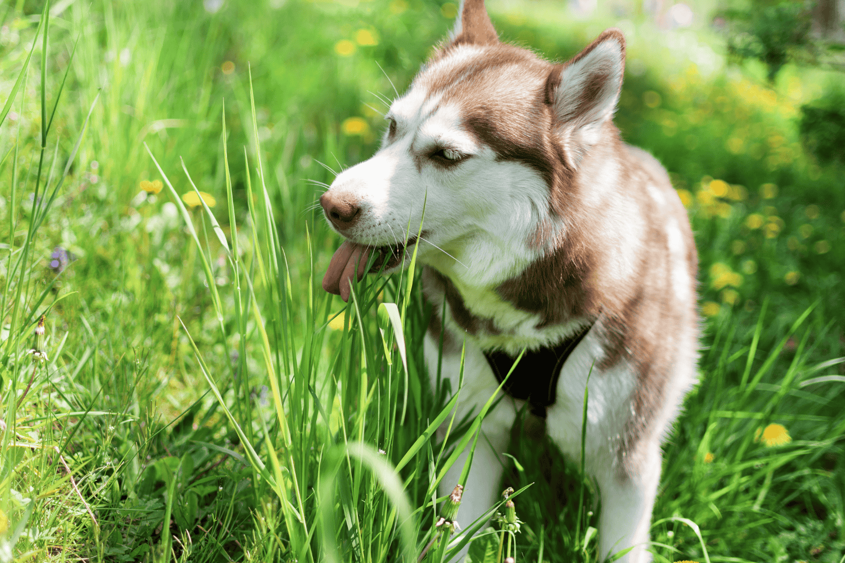 Husky dog in long grass with tongue out ready to eat grass
