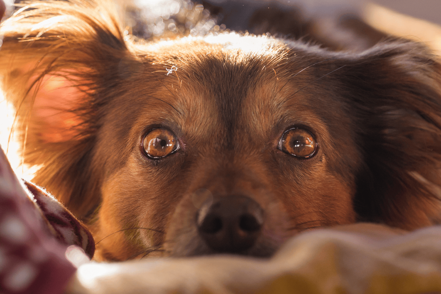 Dog staring intently at the camera