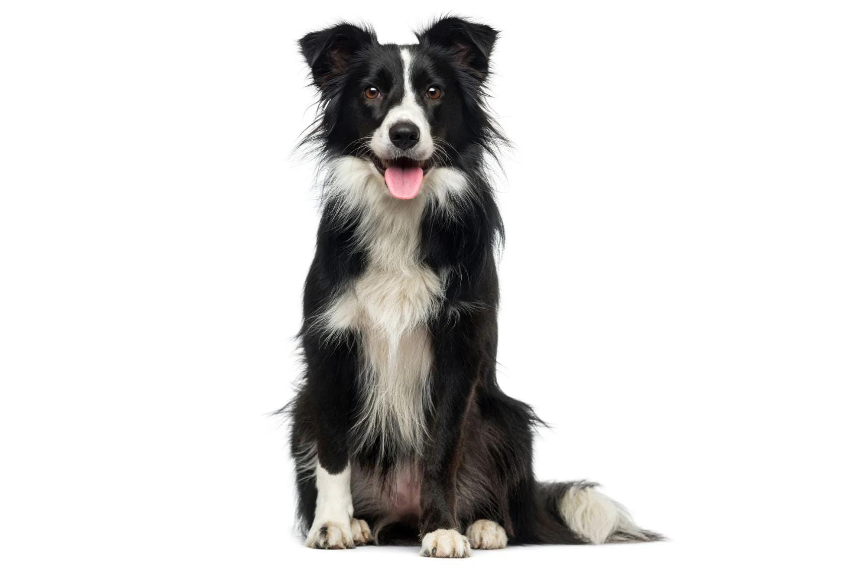 Black and white dog sitting on a white background