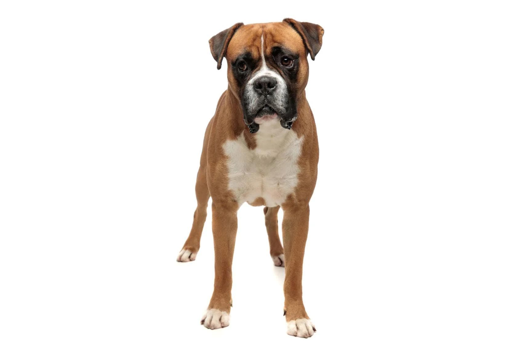 Boxer dog standing on a white background