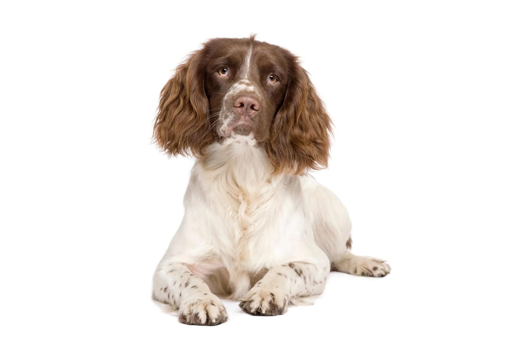 Dog with brown and white fur sitting on a white background