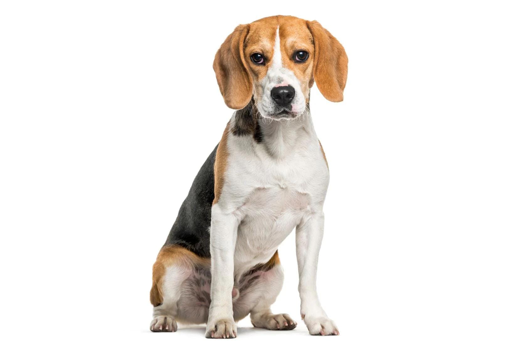 Beagle dog sitting on a white background