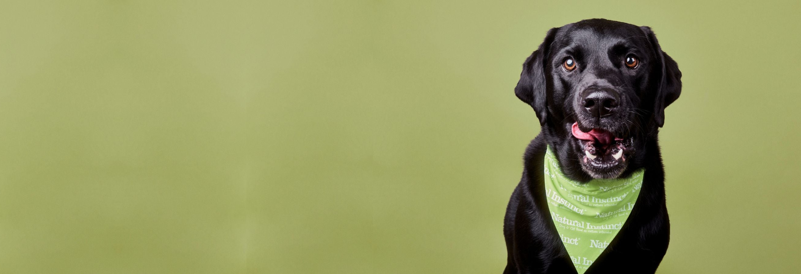 Black labrador licking its lips wearing a green Natural Instinct bandana 