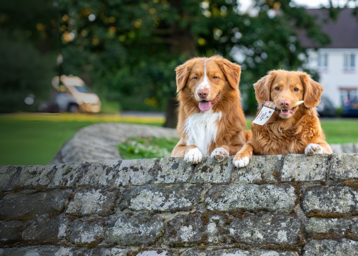 Two orange and white Duck Tolling Retrievers peeping over a low wall looking at the camera. One dog is holding a Natural Instinct Antler Dog Chew in their mouth. Black gradient running from left to right.