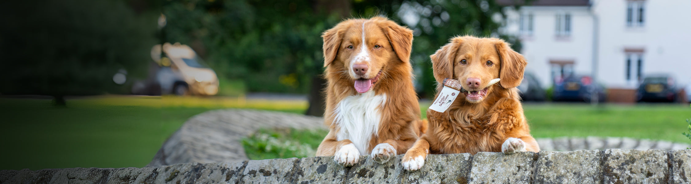 Two Duck Tolling Retrievers peeping over a low wall looking at the camera. One dog is holding a Natural Instinct Antler Dog Chew in their mouth.