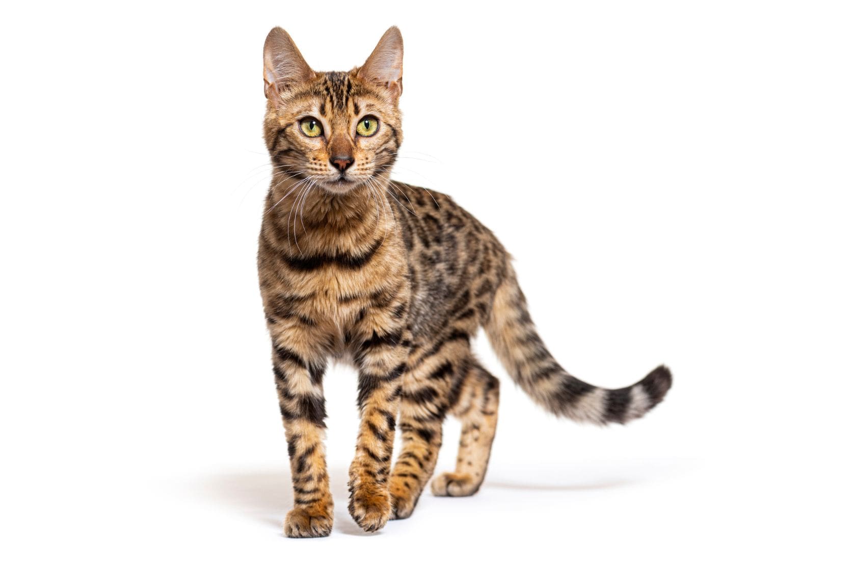 A Bengal cat with a golden-brown coat and dark spots is walking forward on a white background, looking alert with its tail raised.