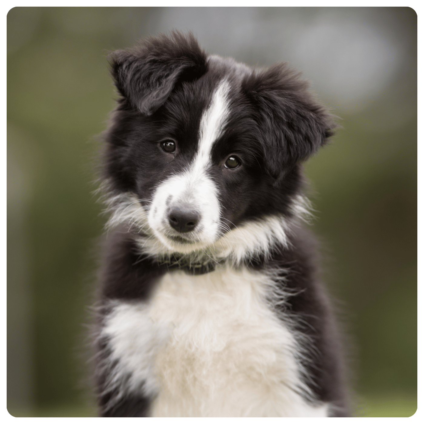 Border collie puppy sat looking at camera with a blurred outdoor background