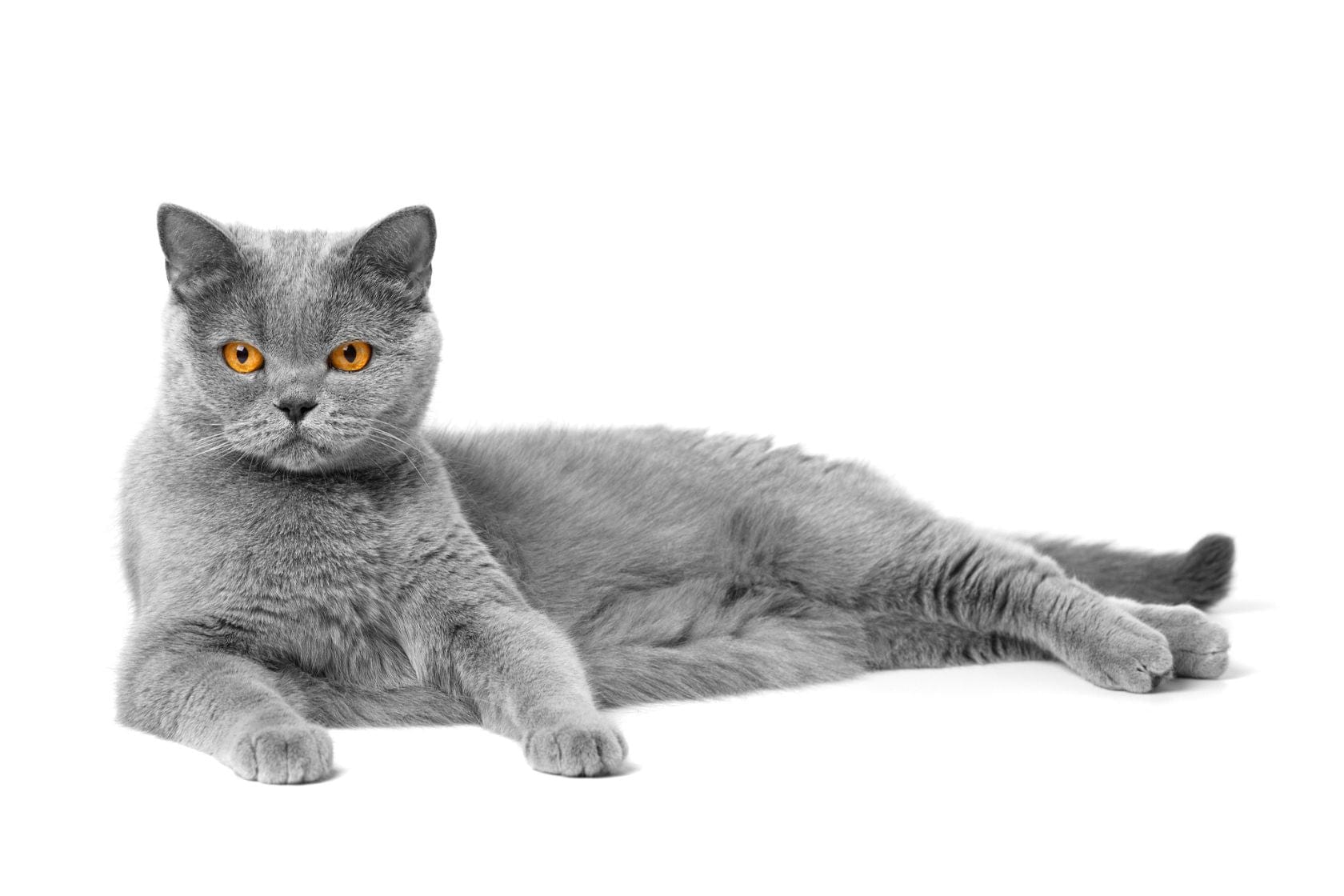 A grey British Shorthair cat with orange eyes is lying down on a white background, facing forward with its front legs stretched out.