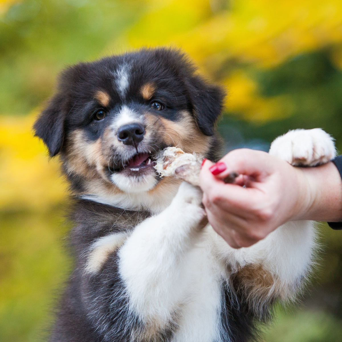 A black, brown and white fluffy puppy taking a rabbit ear dog treat from their owner whilst looking at the camera