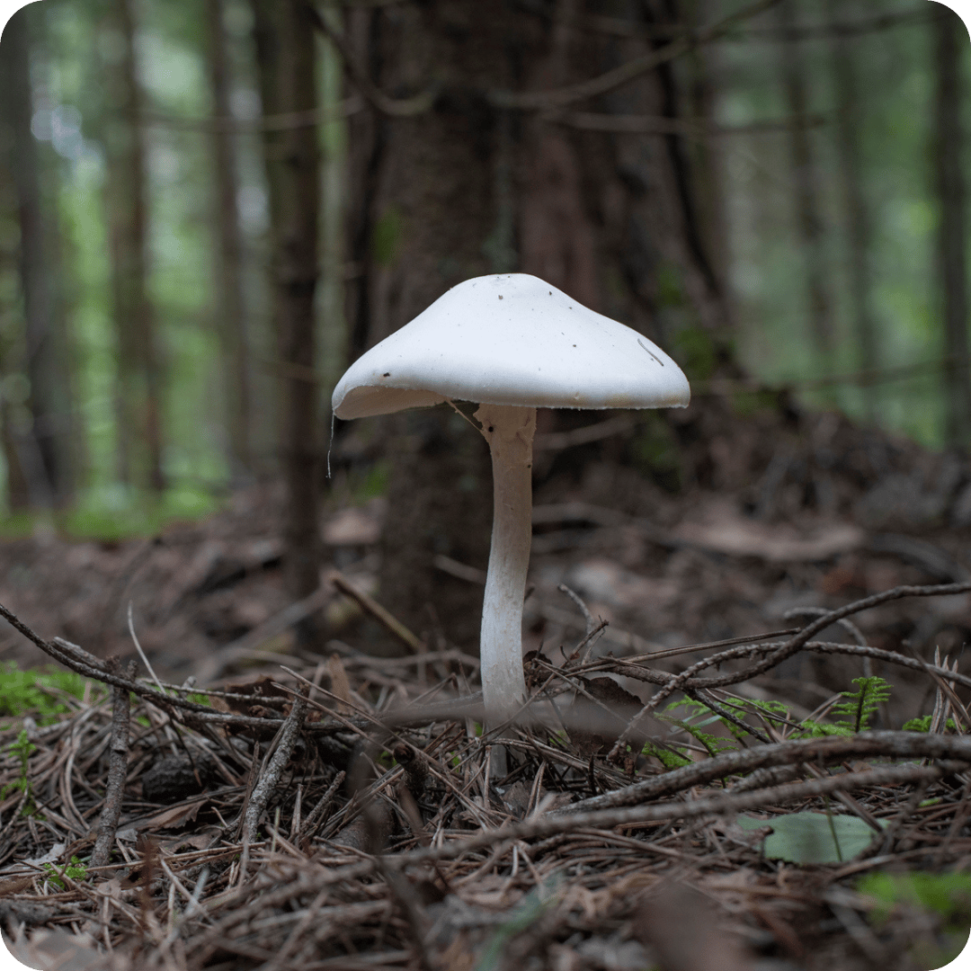 A single white destroying angel mushroom growing on a forest floor covered in dry leaves, twigs, and pine needles, with blurred tree trunks in the background.