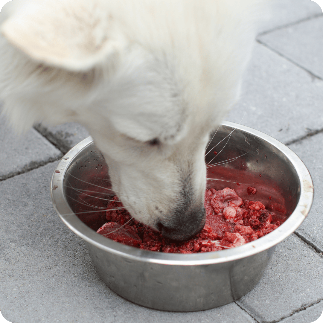 White dog eating from a metal bowl filled with raw dog food on a concrete surface.