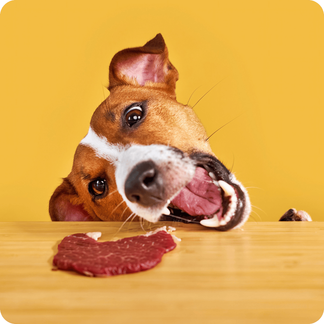 Dog looking at a piece of raw meat on a wooden surface with a yellow background