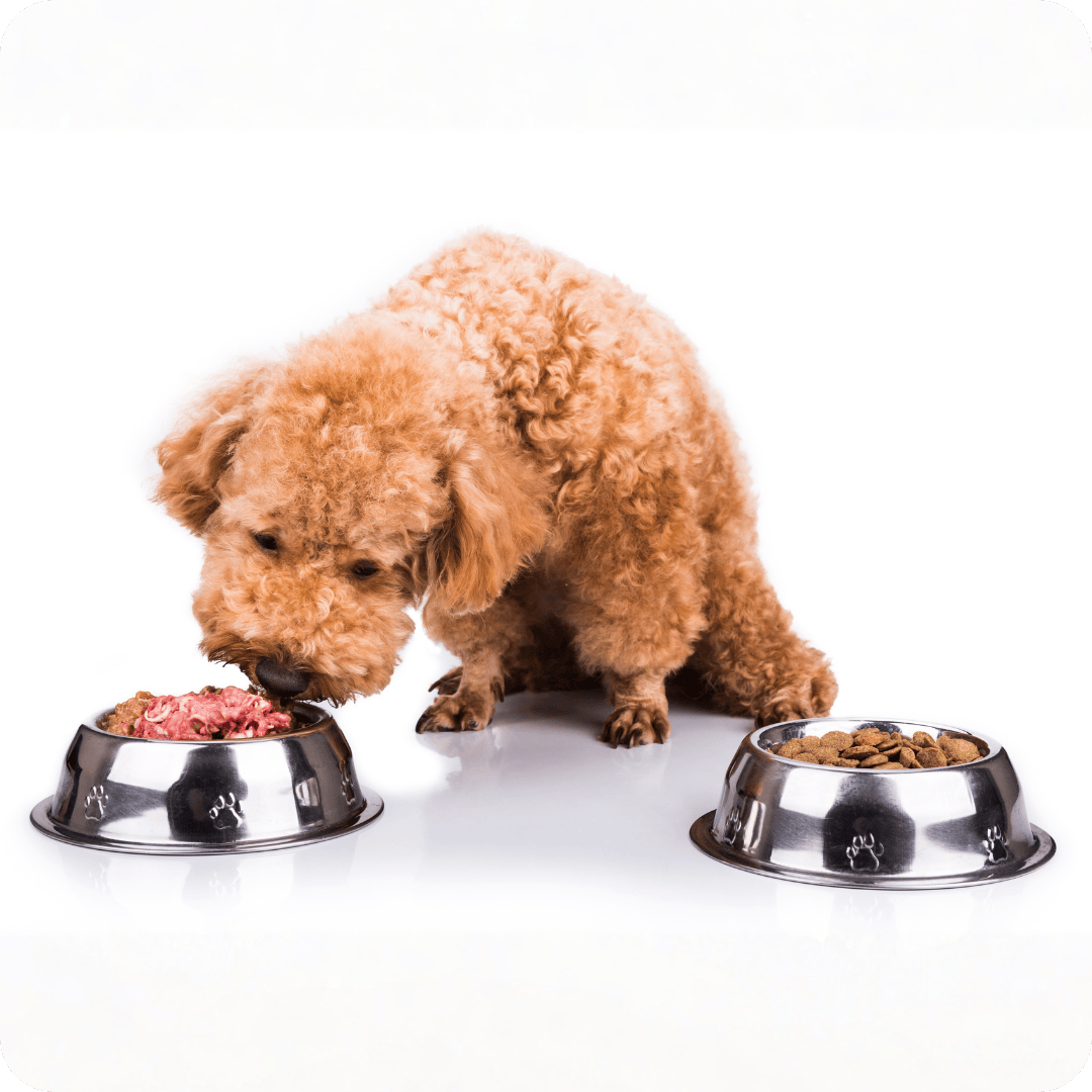 Dog eating from a metal bowl filled with raw dog food with another bowl of kibble next to it on a white background