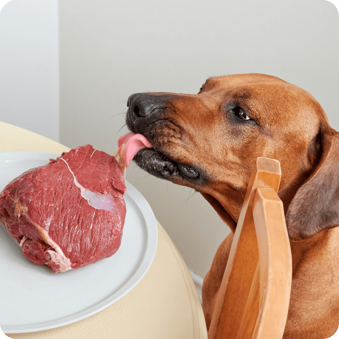 Dog licking a raw steak on a plate with a neutral background