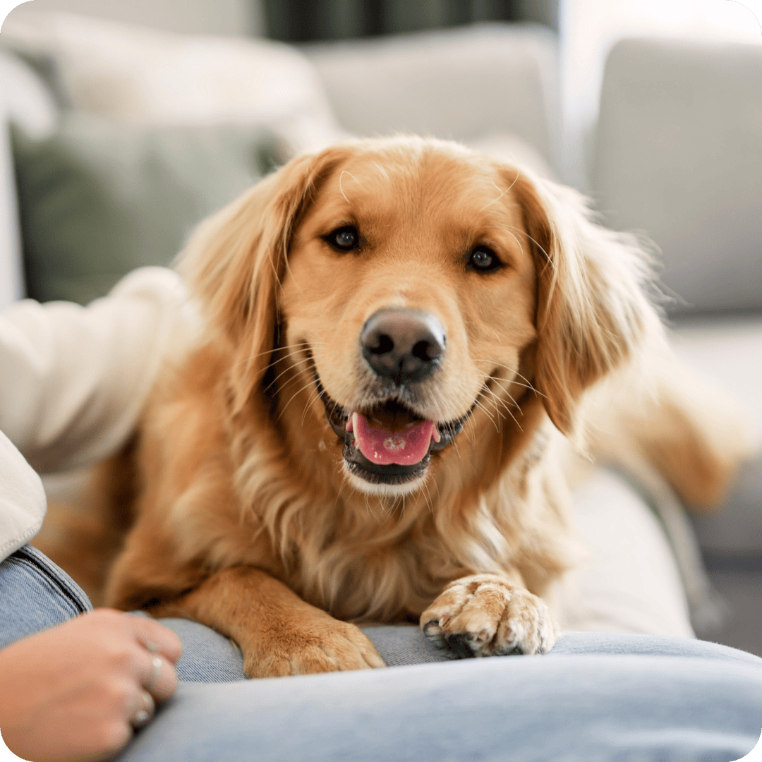 Happy golden retriever dog lying on a person's lap with a blurred background