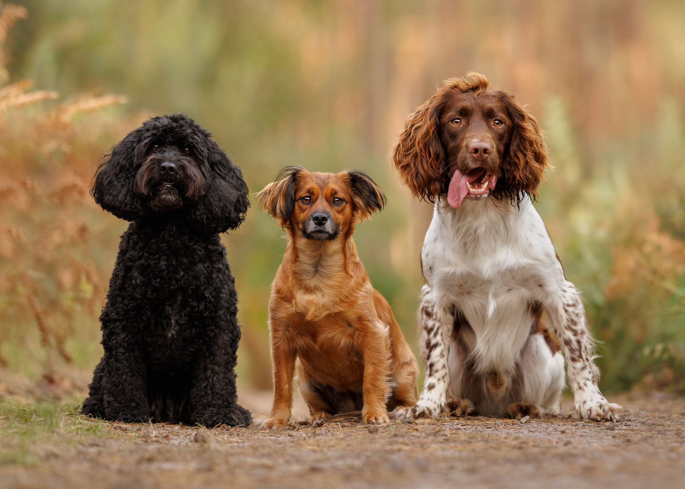 three dogs sitting on a path in the woods looking at the camera