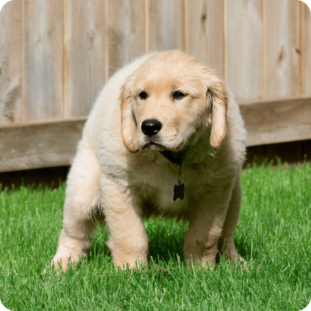 Golden retriever pooping on grass