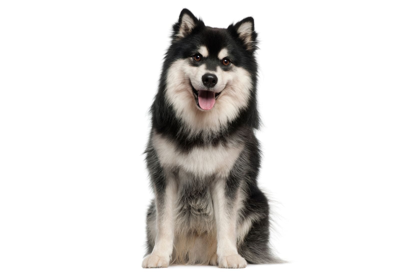 Black and White Finnish Lapphund looking directly at the camera on a white background