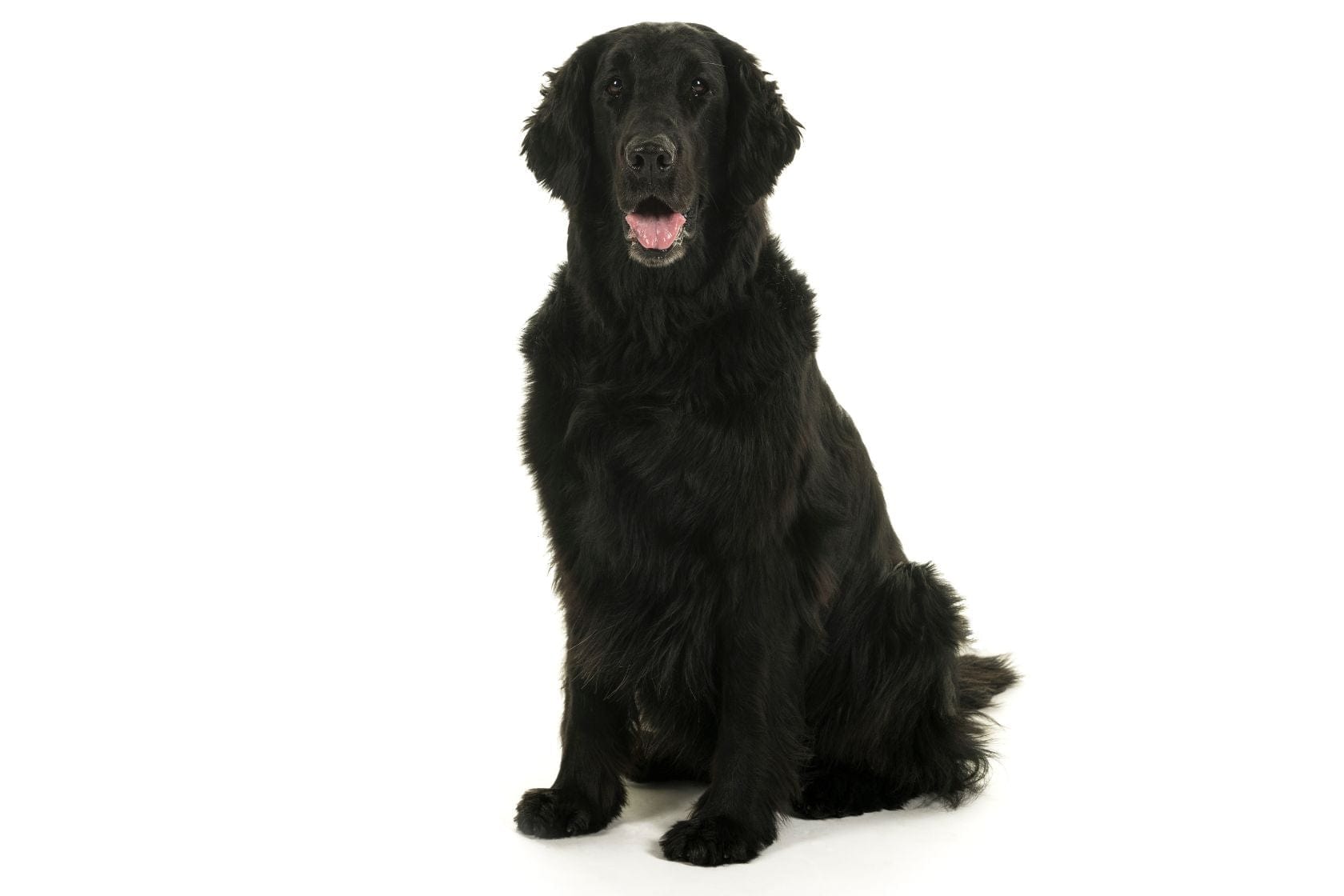 Black Flat coated retriever sat looking directly at the camera on a white background