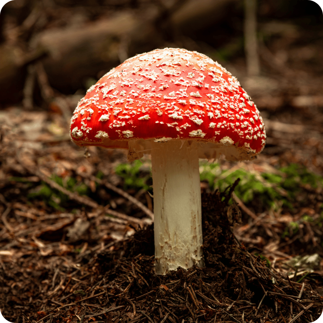 A classic red and white fly agaric mushroom growing in dark forest soil with mulch and moss.