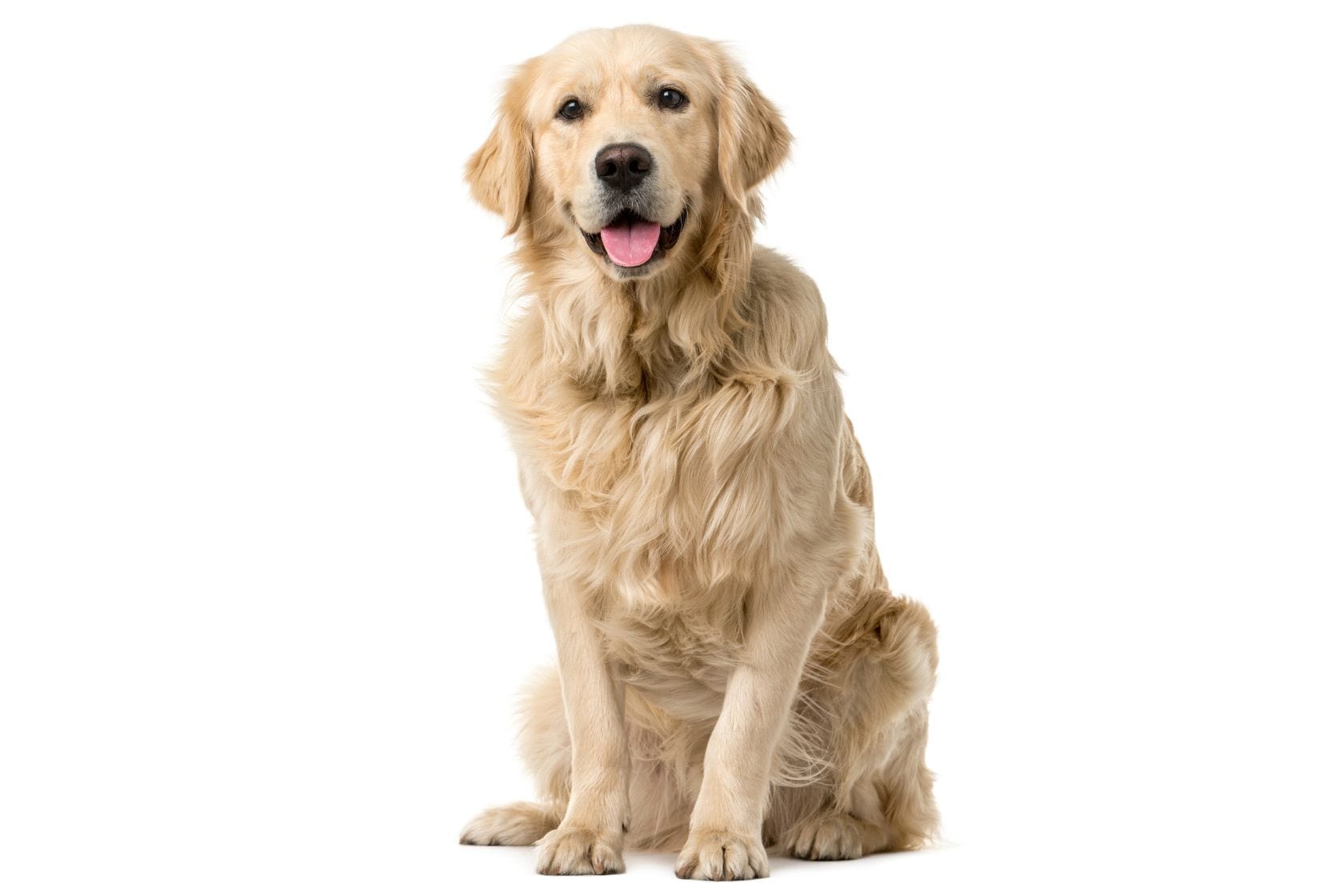 Golden Retriever sat looking directly at the camera on white background