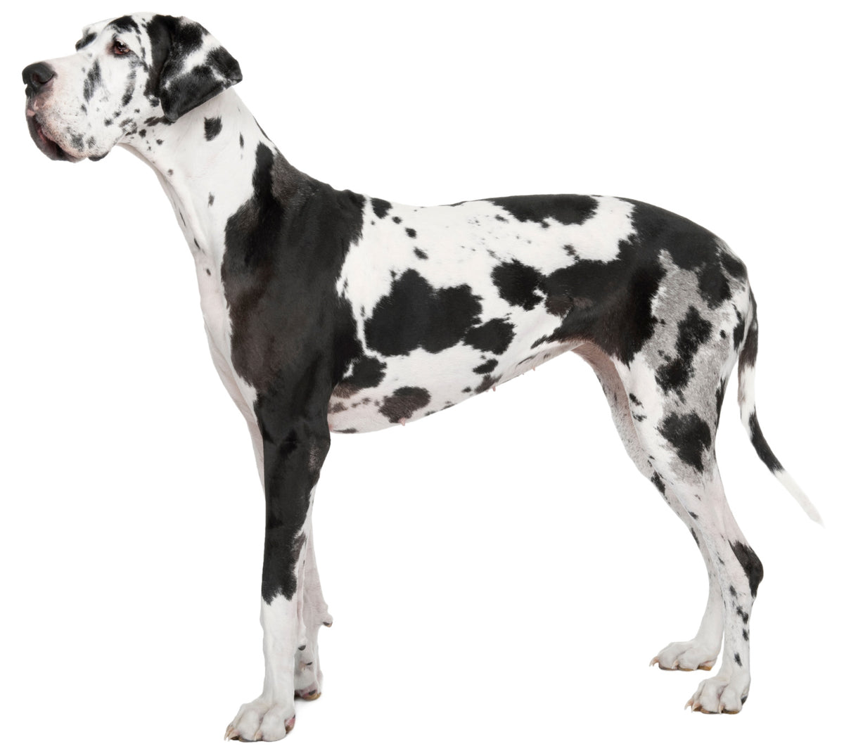 Large black and white great dane dog standing side on looking into the distance