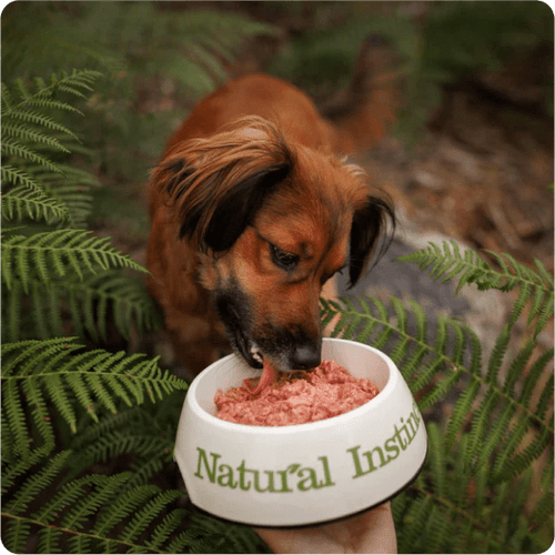 Raw Dog Food Near Me Natural Instinct Stockists