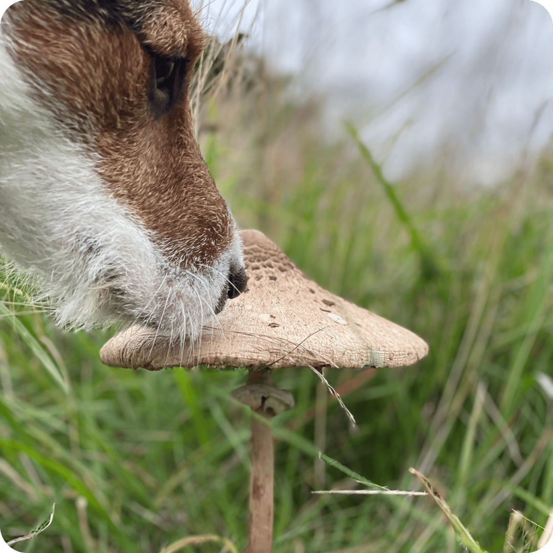 A close-up outdoor shot of a dog sniffing a brown mushroom in a grassy field.