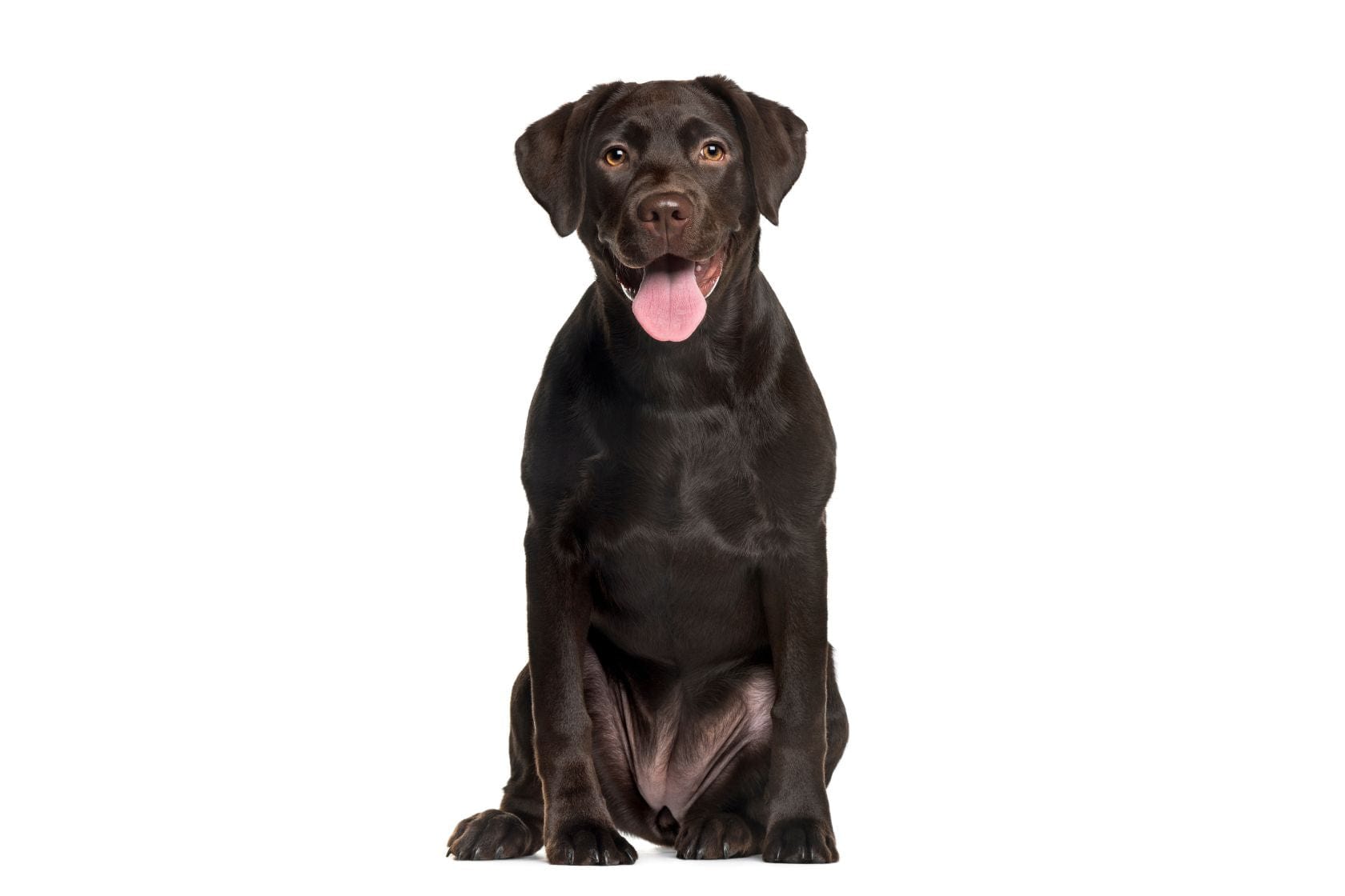Chocolate Labrador sat with tongue out looking directly at the camera on a white background 