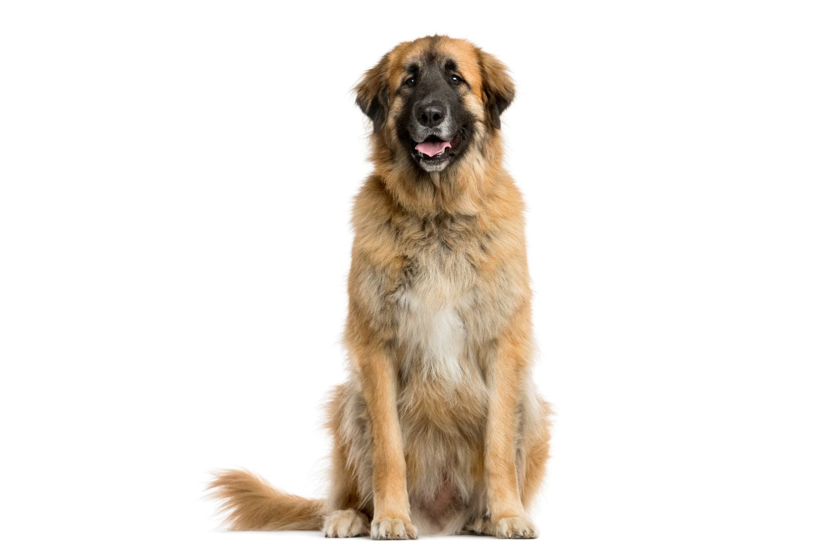 Happy Leonberger dog sat looking directly at the camera on white background