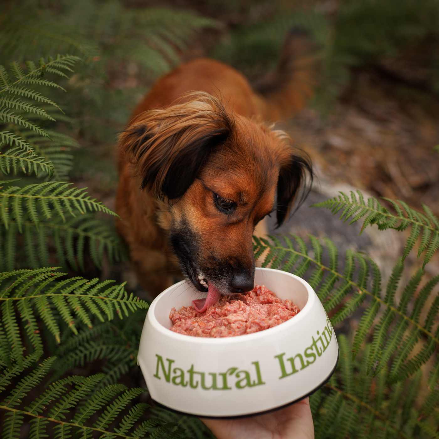 Natural instinct dog food suppliers 2024 near me