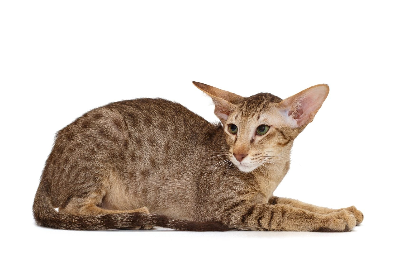 Oriental cat laying down looking to the left on a white background