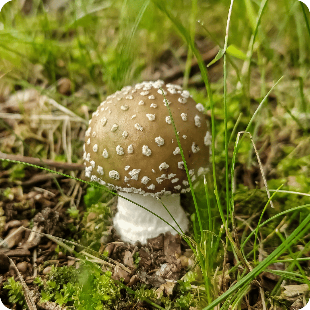 A small brown coloured panther cap mushroom growing in the grass