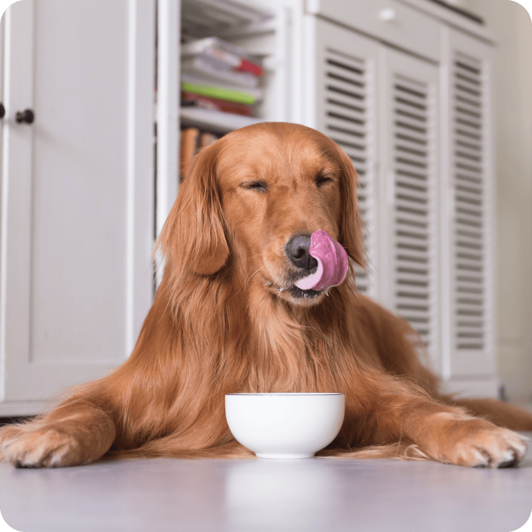 Dog licking a white bowl on a kitchen counter