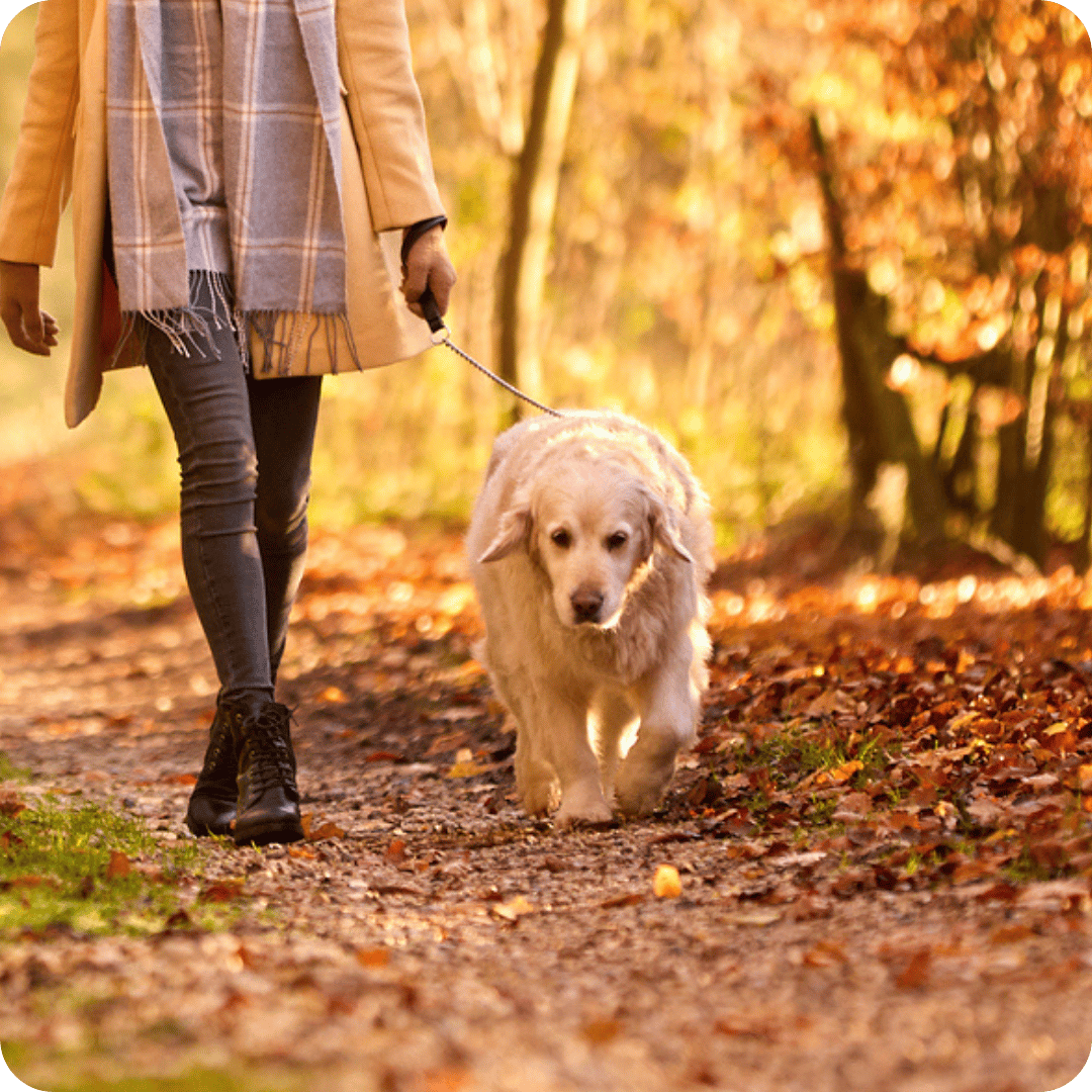 A person walking a golden retriever on a leash along a leaf-covered path in a sunlit autumn forest.