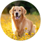 Circular image of a golden retriever dog standing in a field of yellow flowers