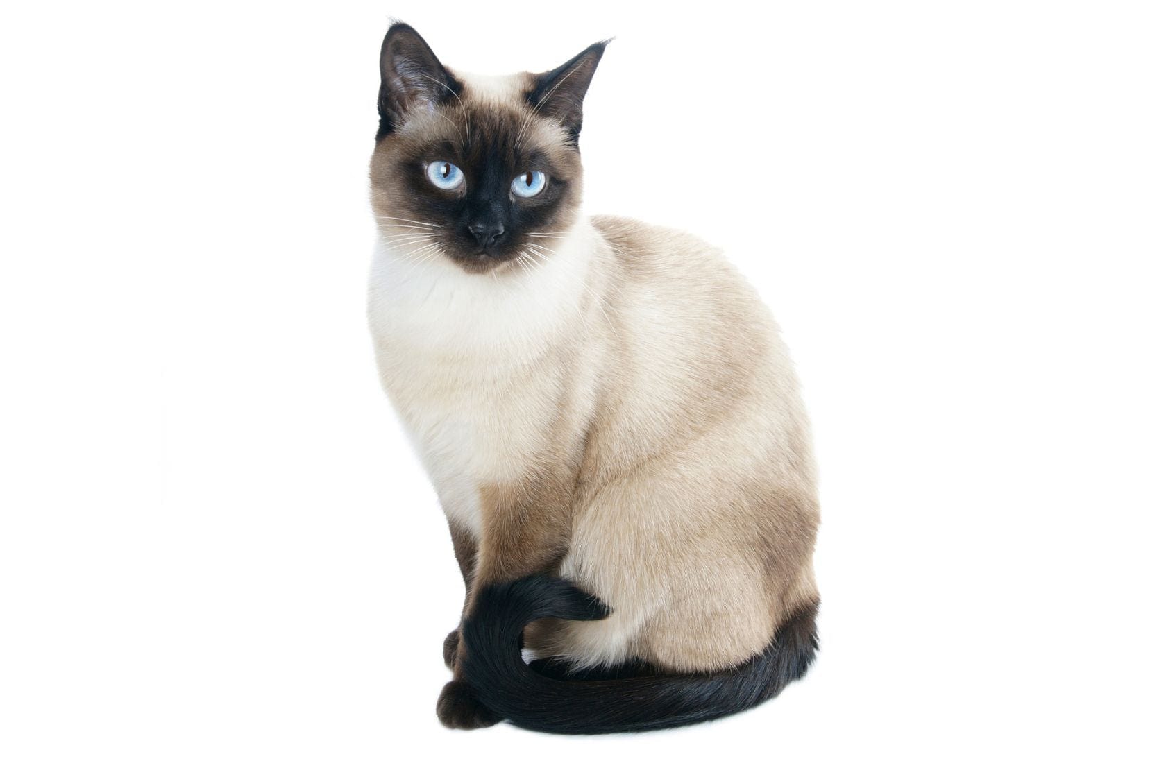 Siamese cat with blue eyes sat looking off to the right on a white background
