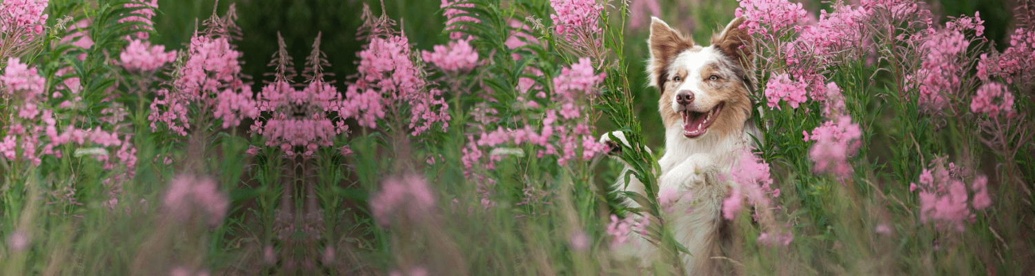 A happy dog with light brown and white fur sits among tall, blooming pink wildflowers, surrounded by lush green foliage.