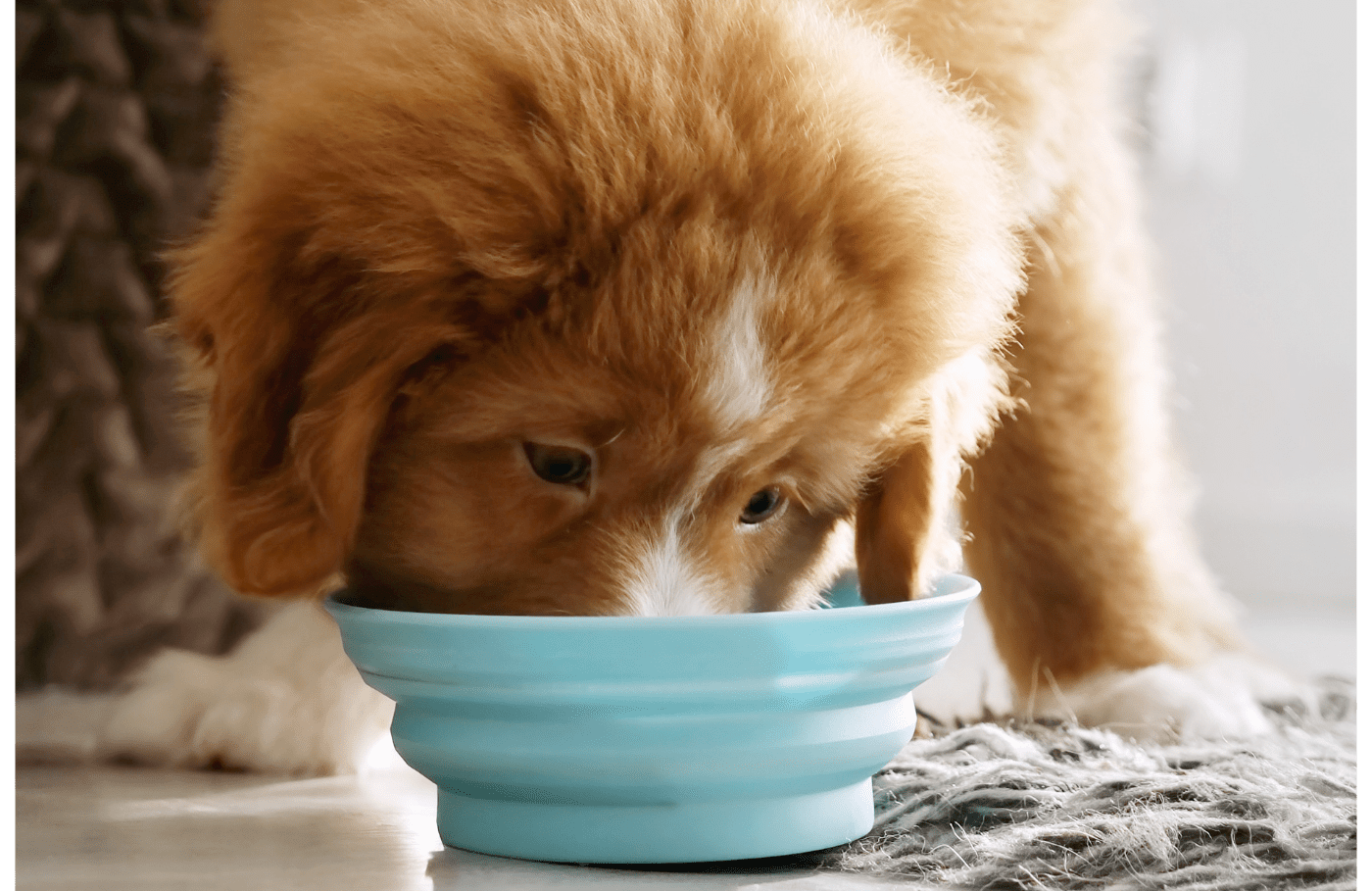 Puppy eating from a blue bowl on a wooden floor.