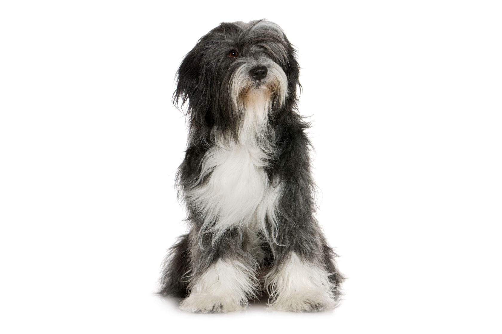 Tibetan terrier looking off to the right on a white background