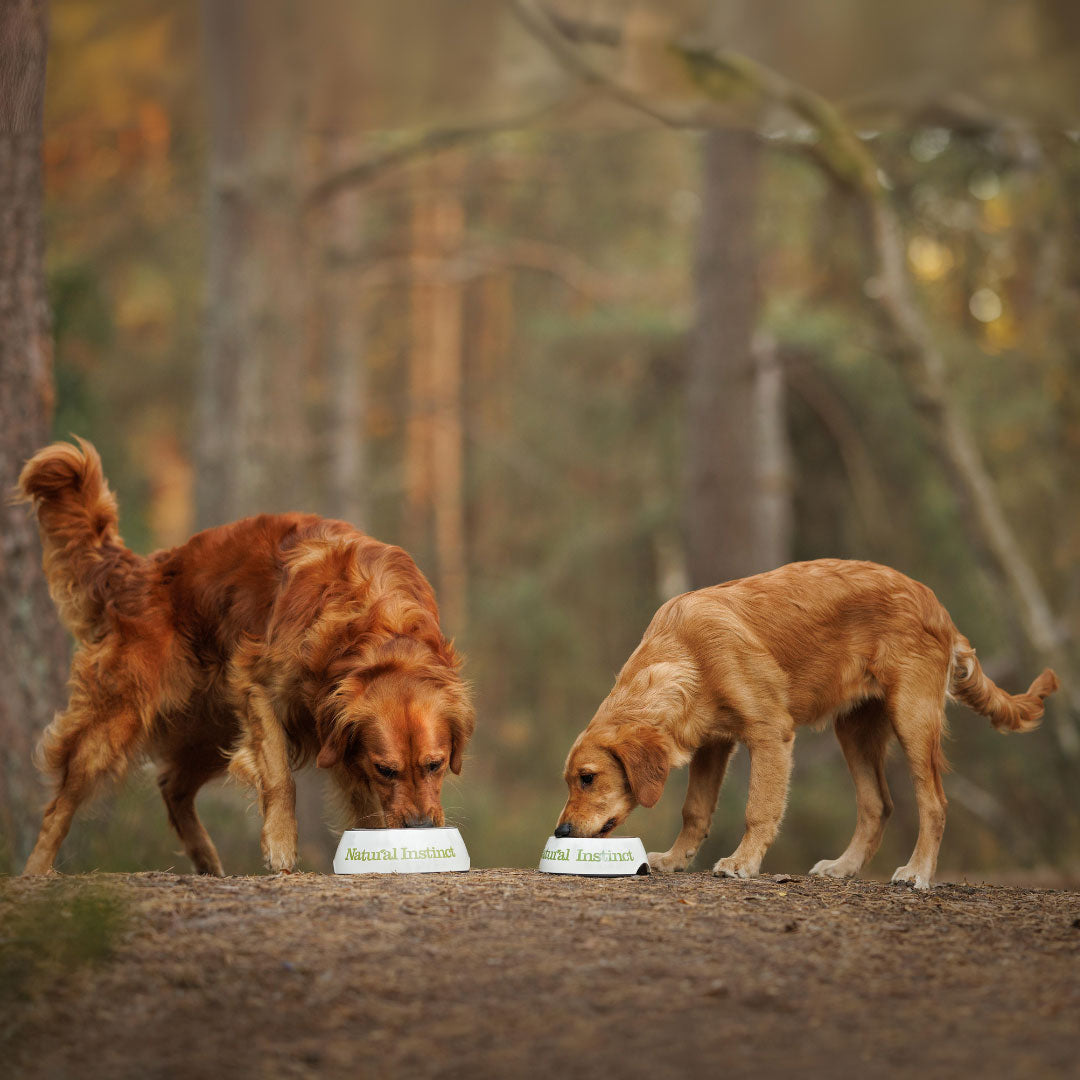 Two golden retrievers eating Natural Instinct Raw Dog Food out of white Natural Instinct branded bowls